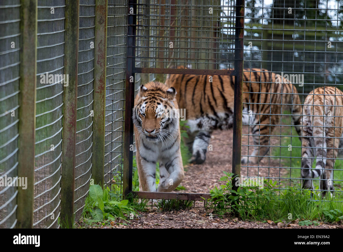 Port Lympne, Kent, Regno Unito. 25 apr 2015, tigri aspettare con ansia come custodi appendere le carni nel loro recinto Credito: darren Attersley/Alamy Live News Foto Stock