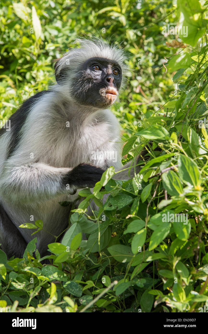 Zanzibar Red Colobus (Procolobus kirkii) seduti nelle boccole, specie endemiche, Jozani Chwaka Bay National Park, Unguja Foto Stock