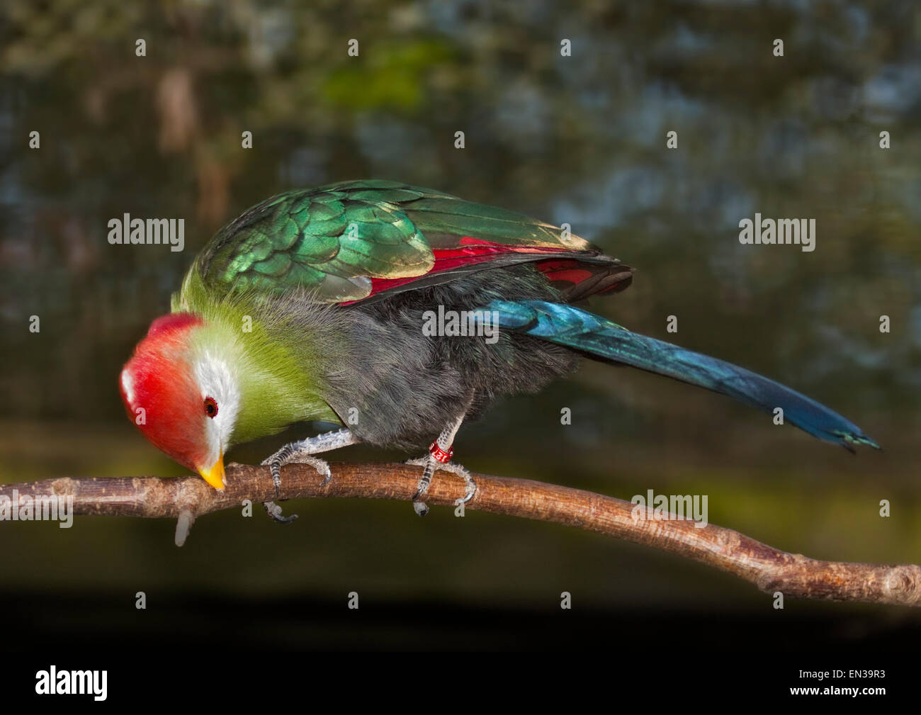 Red Crested's Turaco (tauraco erythrolophus) Foto Stock
