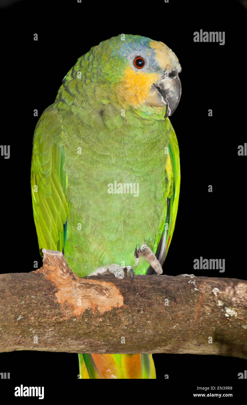 Orange-Winged Amazon (amazona amazonica) Foto Stock