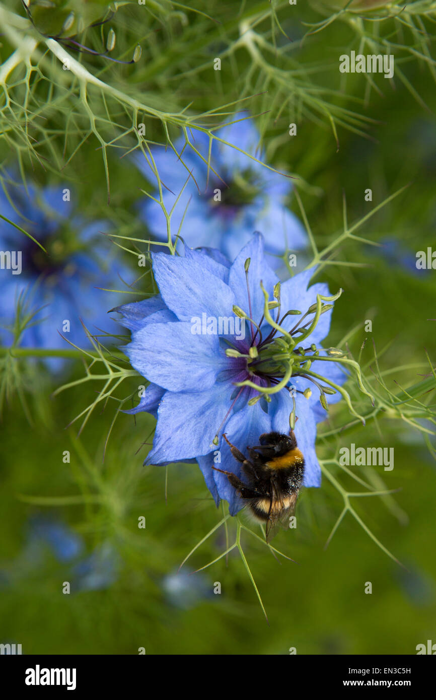 Regno Unito, Inghilterra, Somerset, Cheddon Fitzpaine, Hestercombe Gardens, grande Plat, Bumble Bee avanzamento sul fiore blu Foto Stock