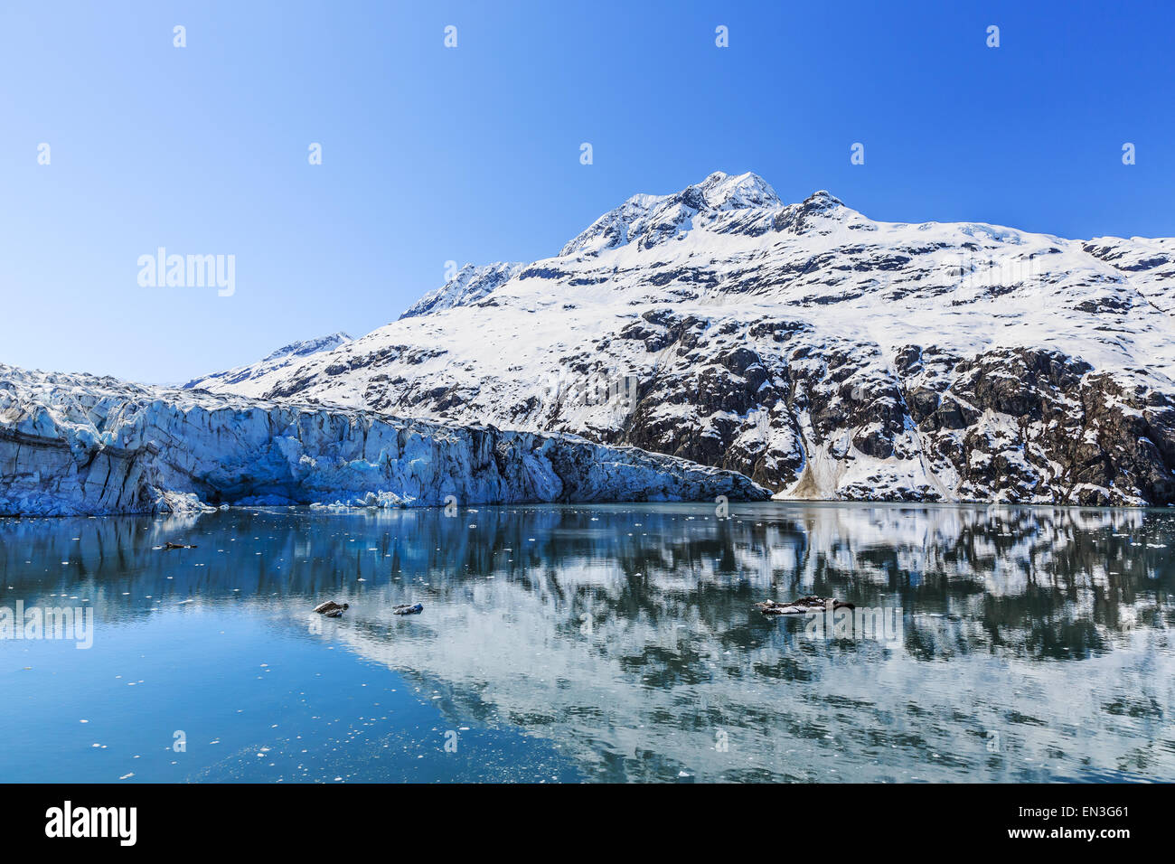 Lamplugh glacier nel parco nazionale di Glacier Bay. Alaska Foto Stock