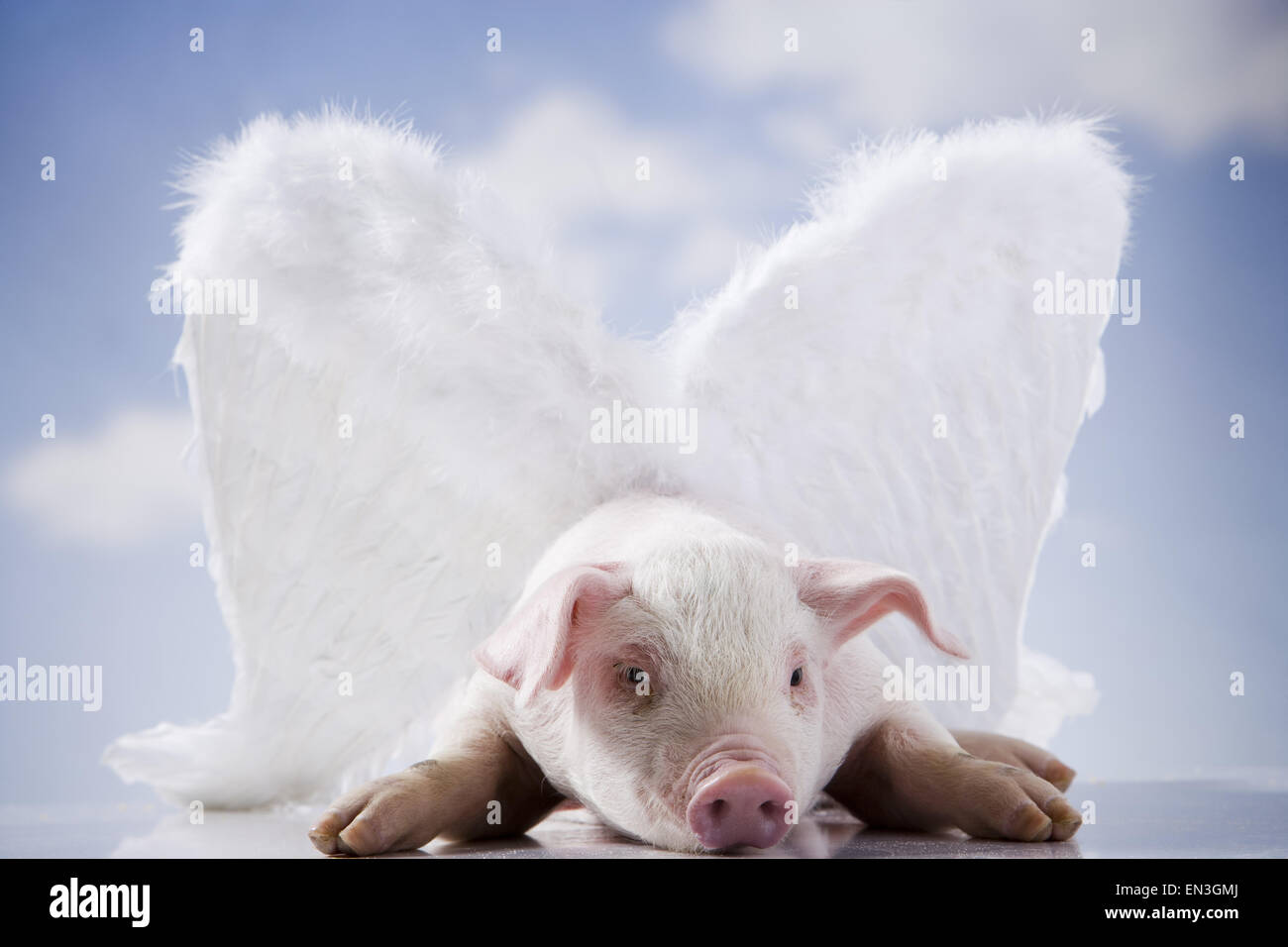 Flying Pig Foto Stock