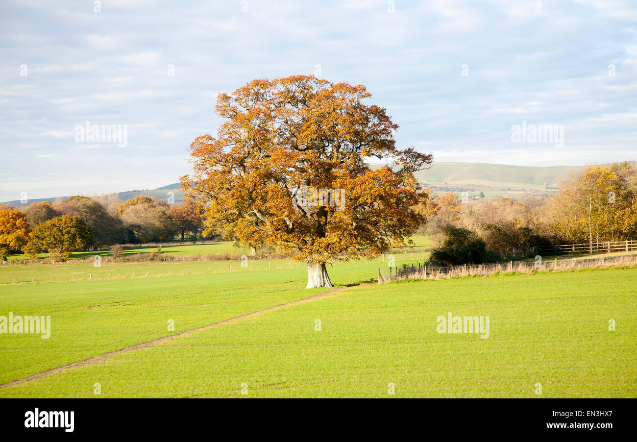 Arancione marrone quercia con foglie di autunno Woodborough, Wiltshire, Inghilterra, Regno Unito Foto Stock