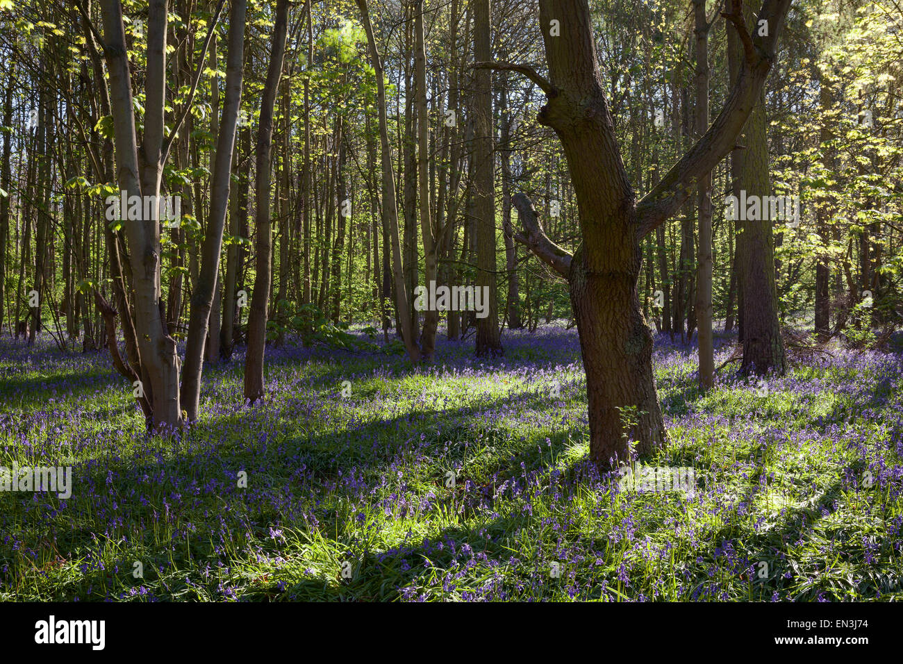 Brumby legno, Scunthorpe, North Lincolnshire, Regno Unito. Molla, aprile 2015. Foto Stock