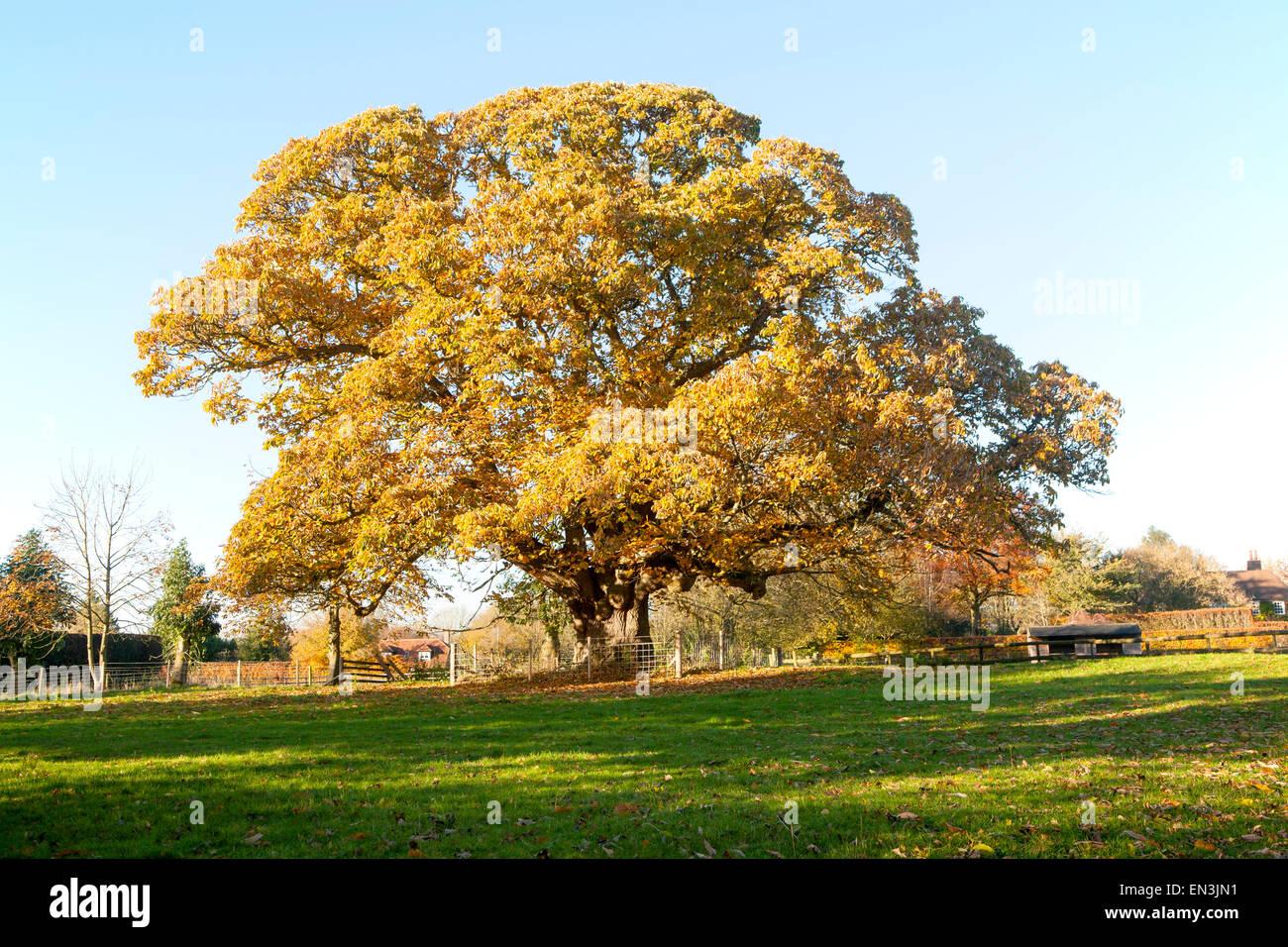 Arancione marrone castagno, Castanea saliva, foglie di autunno Woodborough, Wiltshire, Inghilterra, Regno Unito Foto Stock