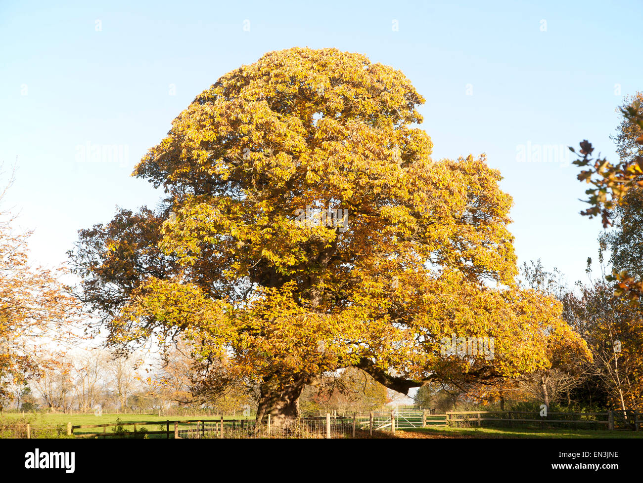 Arancione marrone castagno, Castanea saliva, foglie di autunno Woodborough, Wiltshire, Inghilterra, Regno Unito Foto Stock
