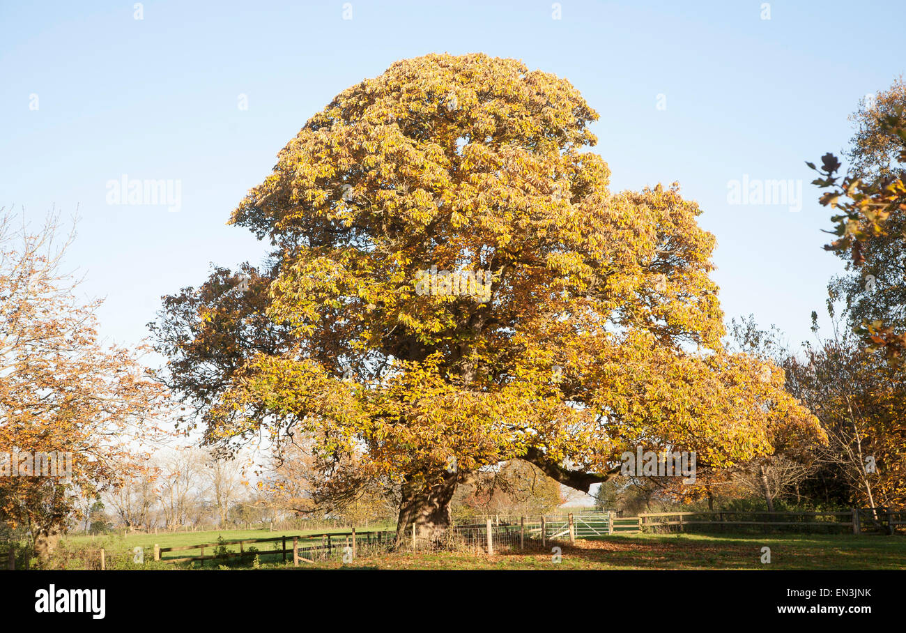 Arancione marrone castagno, Castanea saliva, foglie di autunno Woodborough, Wiltshire, Inghilterra, Regno Unito Foto Stock