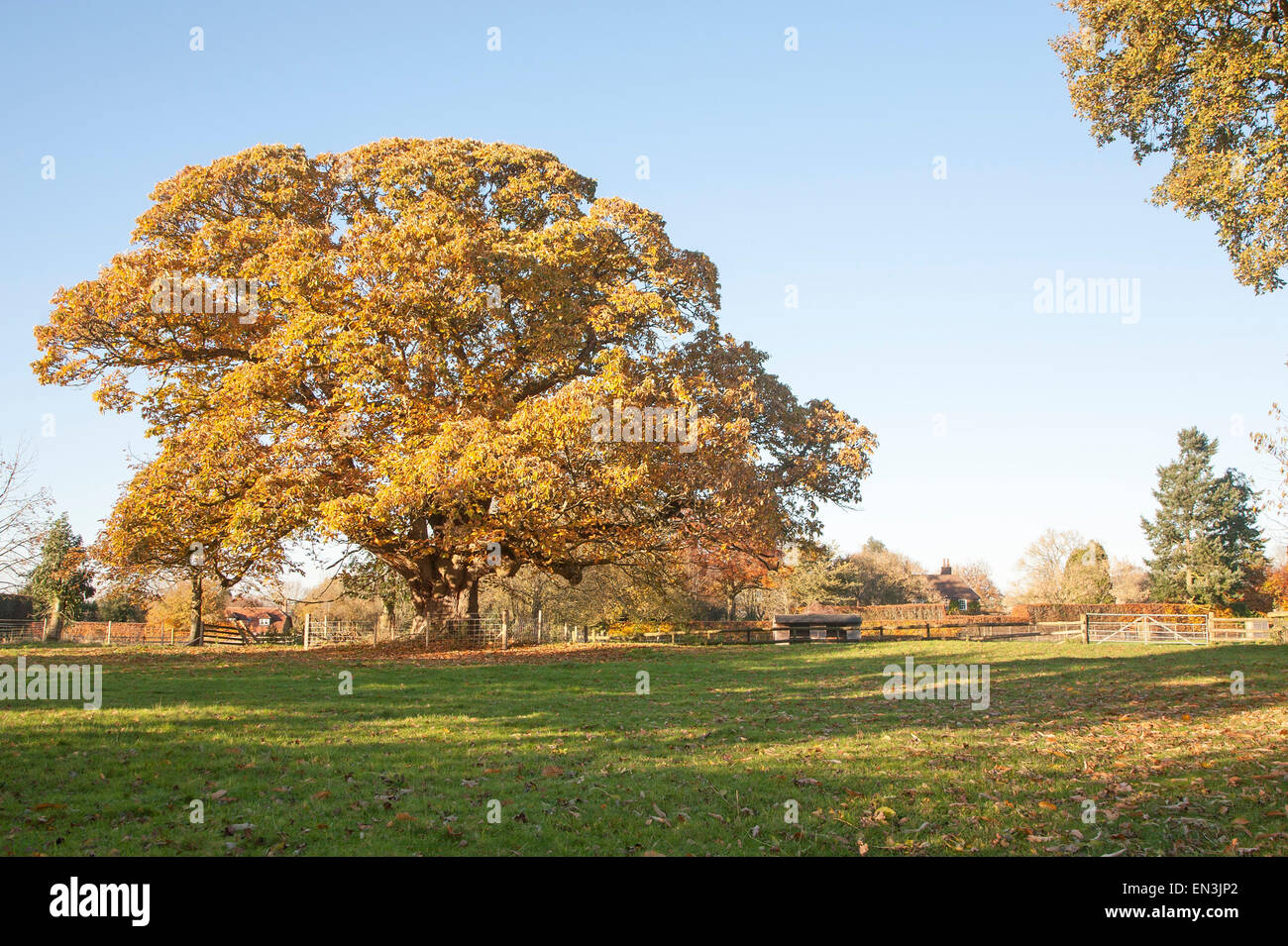Arancione marrone castagno, Castanea saliva, foglie di autunno Woodborough, Wiltshire, Inghilterra, Regno Unito Foto Stock
