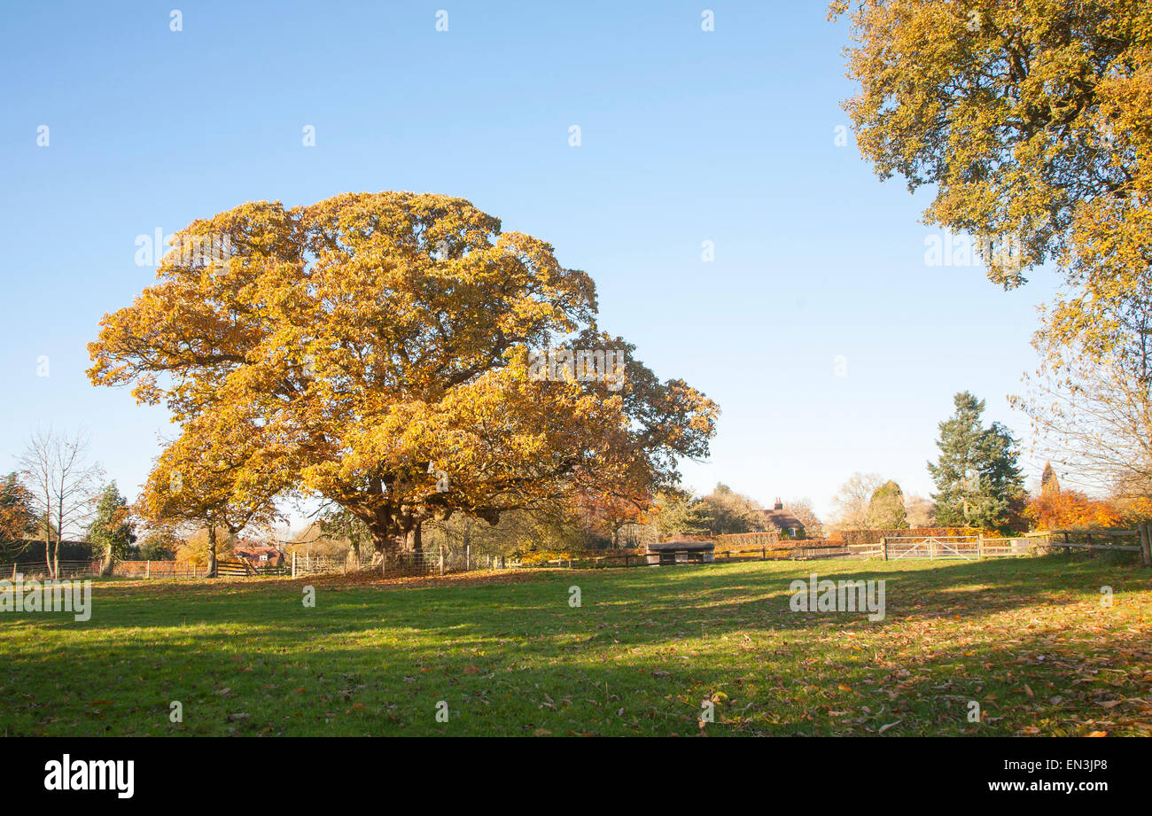 Arancione marrone castagno, Castanea saliva, foglie di autunno Woodborough, Wiltshire, Inghilterra, Regno Unito Foto Stock