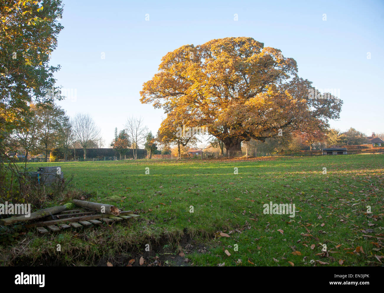 Arancione marrone castagno, Castanea saliva, foglie di autunno Woodborough, Wiltshire, Inghilterra, Regno Unito Foto Stock