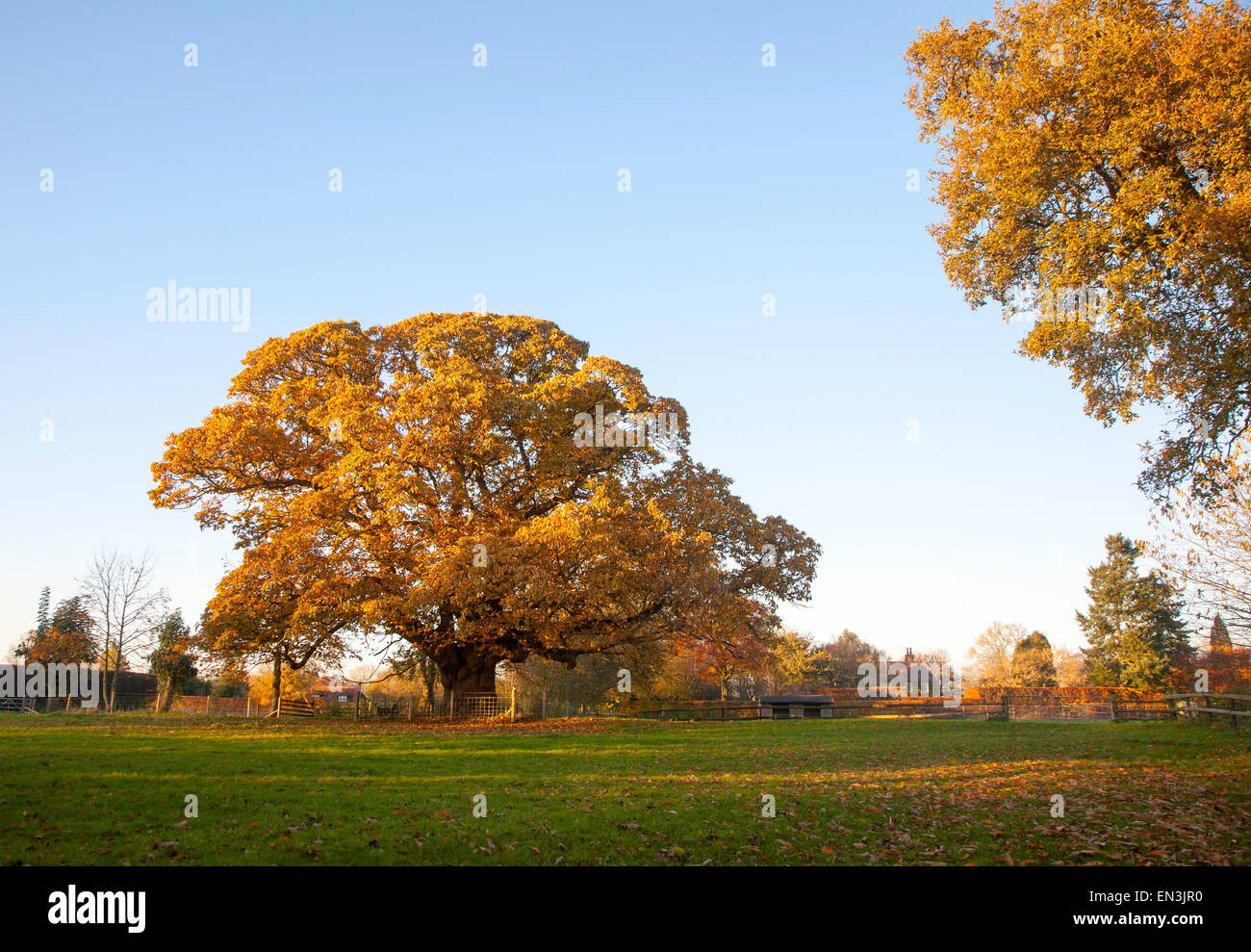 Arancione marrone castagno, Castanea saliva, foglie di autunno Woodborough, Wiltshire, Inghilterra, Regno Unito Foto Stock