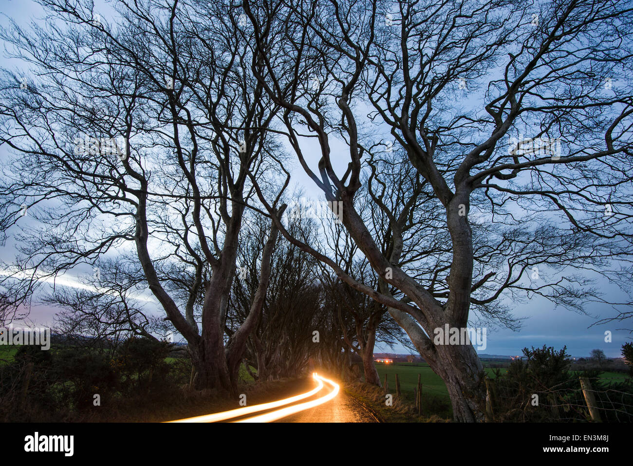 Dark siepi in Irlanda del Nord una posizione per il gioco dei troni di riprese. Credito: Euan Cherry Foto Stock