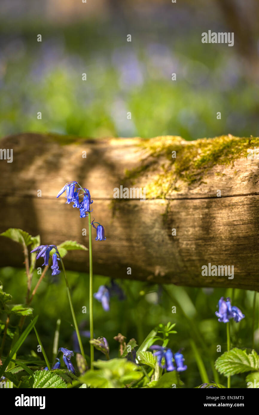Wiltshire, Regno Unito. 27 apr, 2015. Sole primaverile si rompe attraverso gli alberi in un Wiltshire Bluebell legno. Credito: Terry Mathews/Alamy Live News Foto Stock