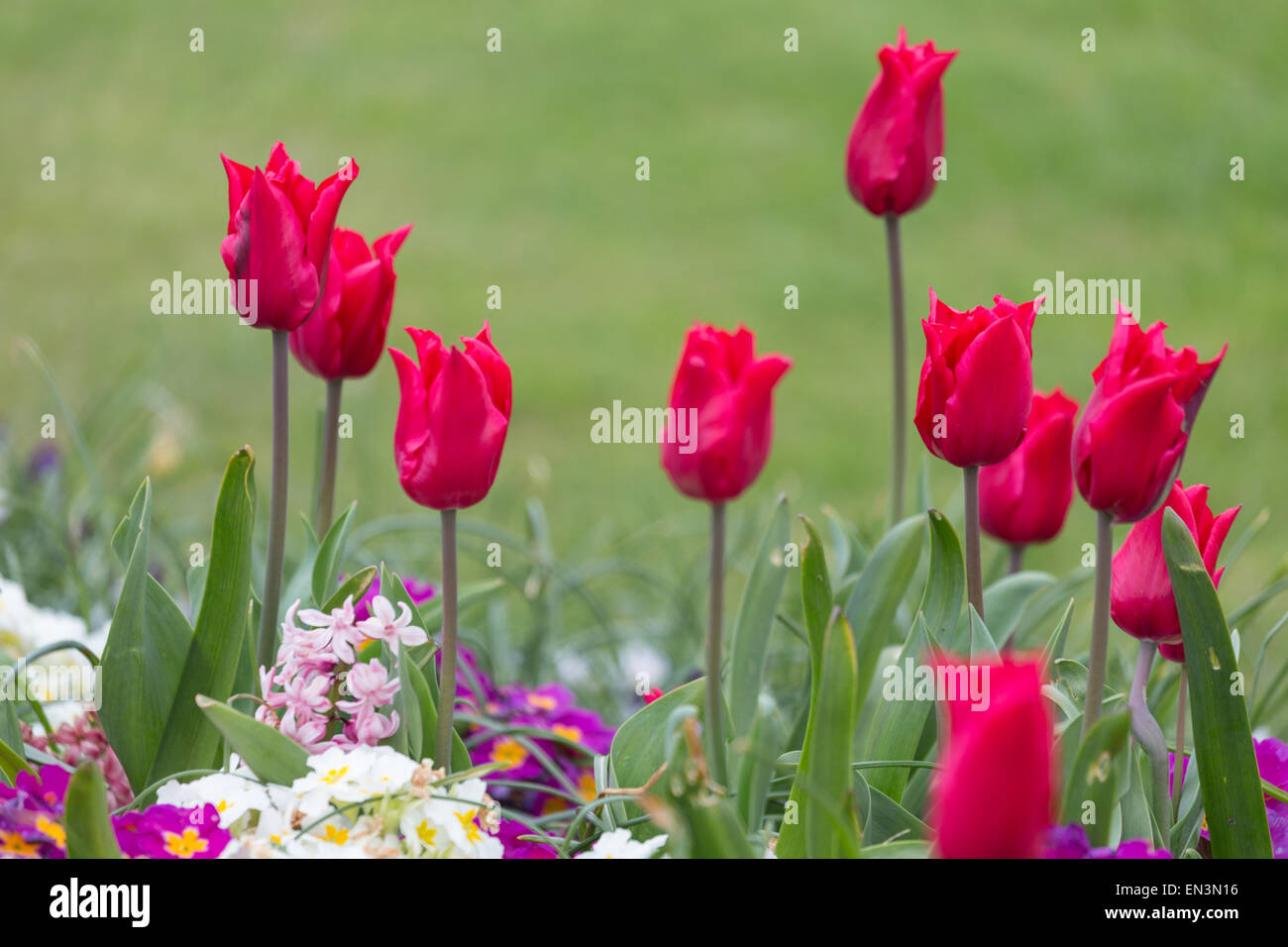 Bellissimo giardino di tulipani Foto Stock