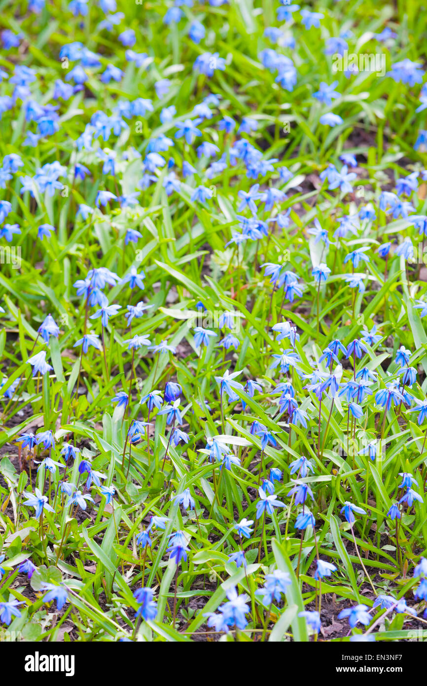 Scilla sibirica. Blu brillante fiori di primavera sullo sfondo. Foto verticale con messa a fuoco selettiva e DOF poco profondo Foto Stock