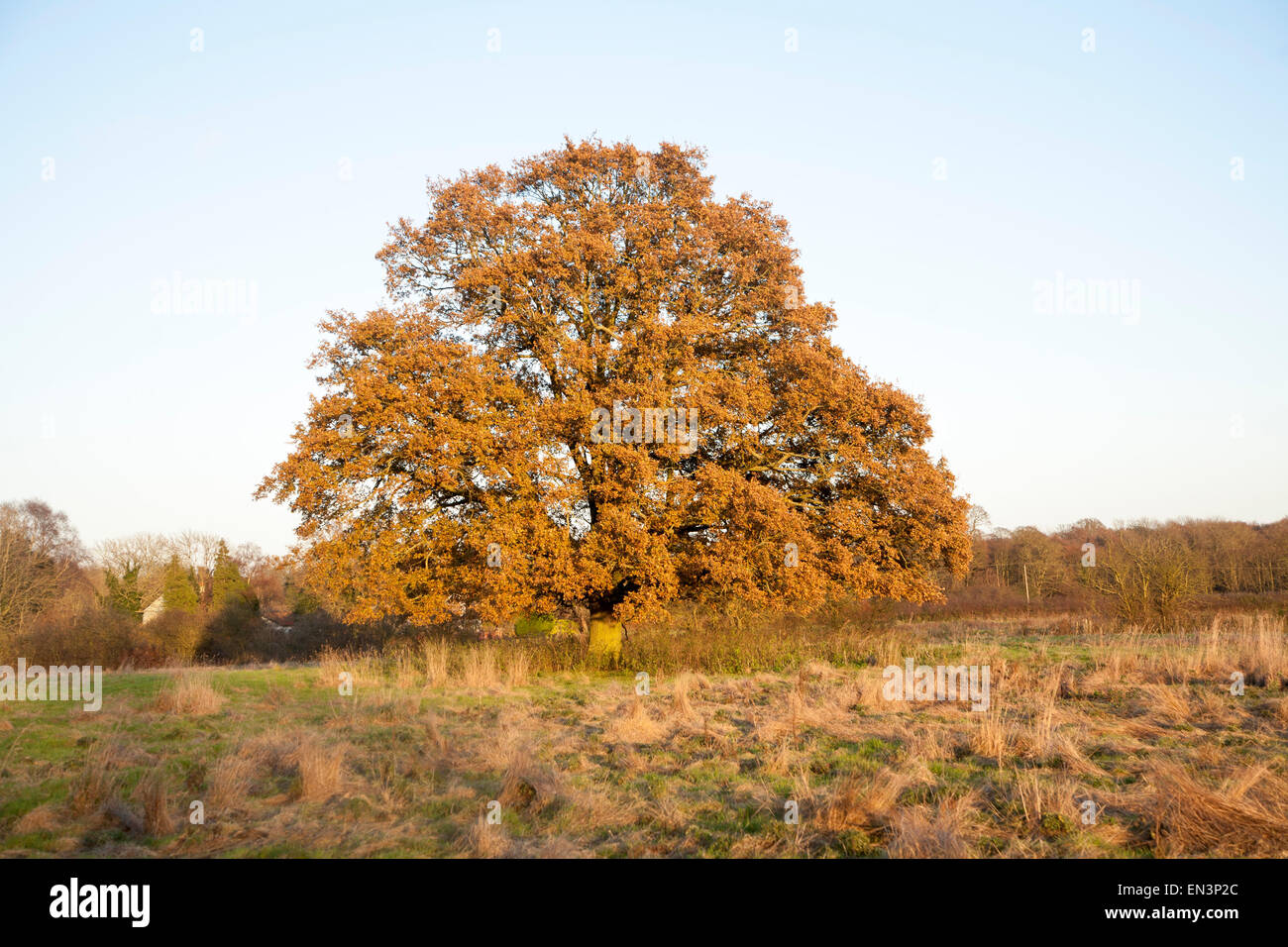 Unico albero di quercia in piedi in un campo in inverno, Sutton, Suffolk, Inghilterra, Regno Unito Foto Stock