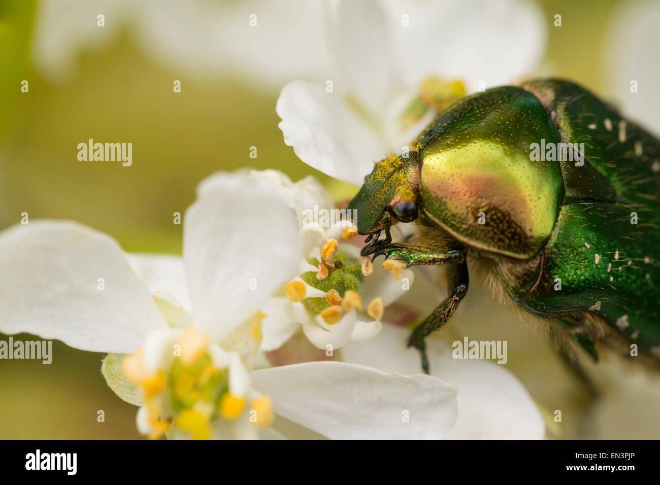 Cetonia aurata (rose chafer) raccogliendo un Choisya ternata fiore Foto Stock