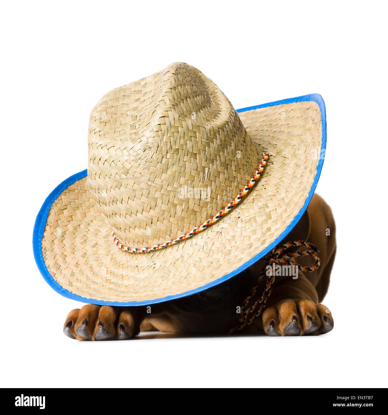 Cane che indossa un cappello da cowboy Foto Stock