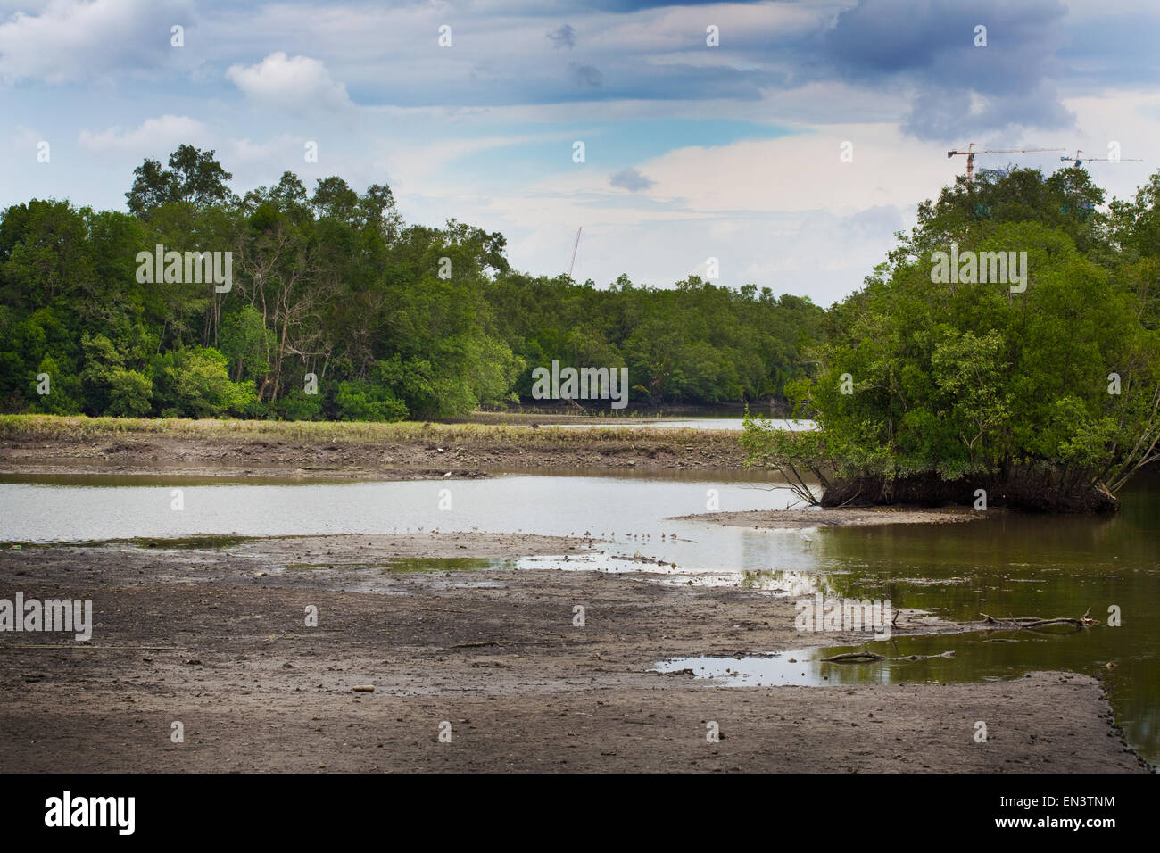 Sungai Buloh Wetland Riserva, Singapore. Foto Stock