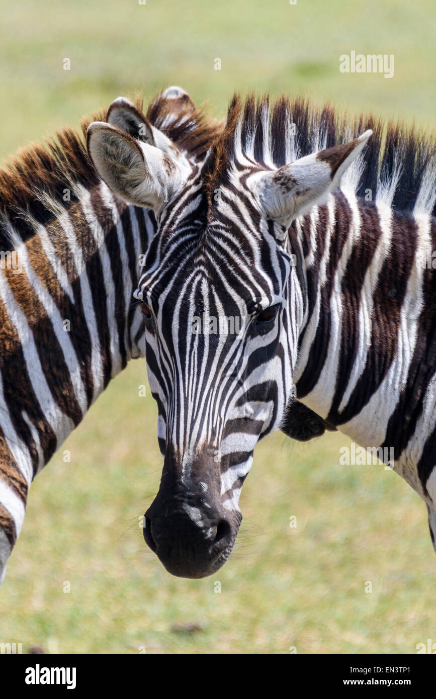 Equus quagga Zebra ritratto in Ngorongoro Conservation Area, Tanzania Africa. Foto Stock