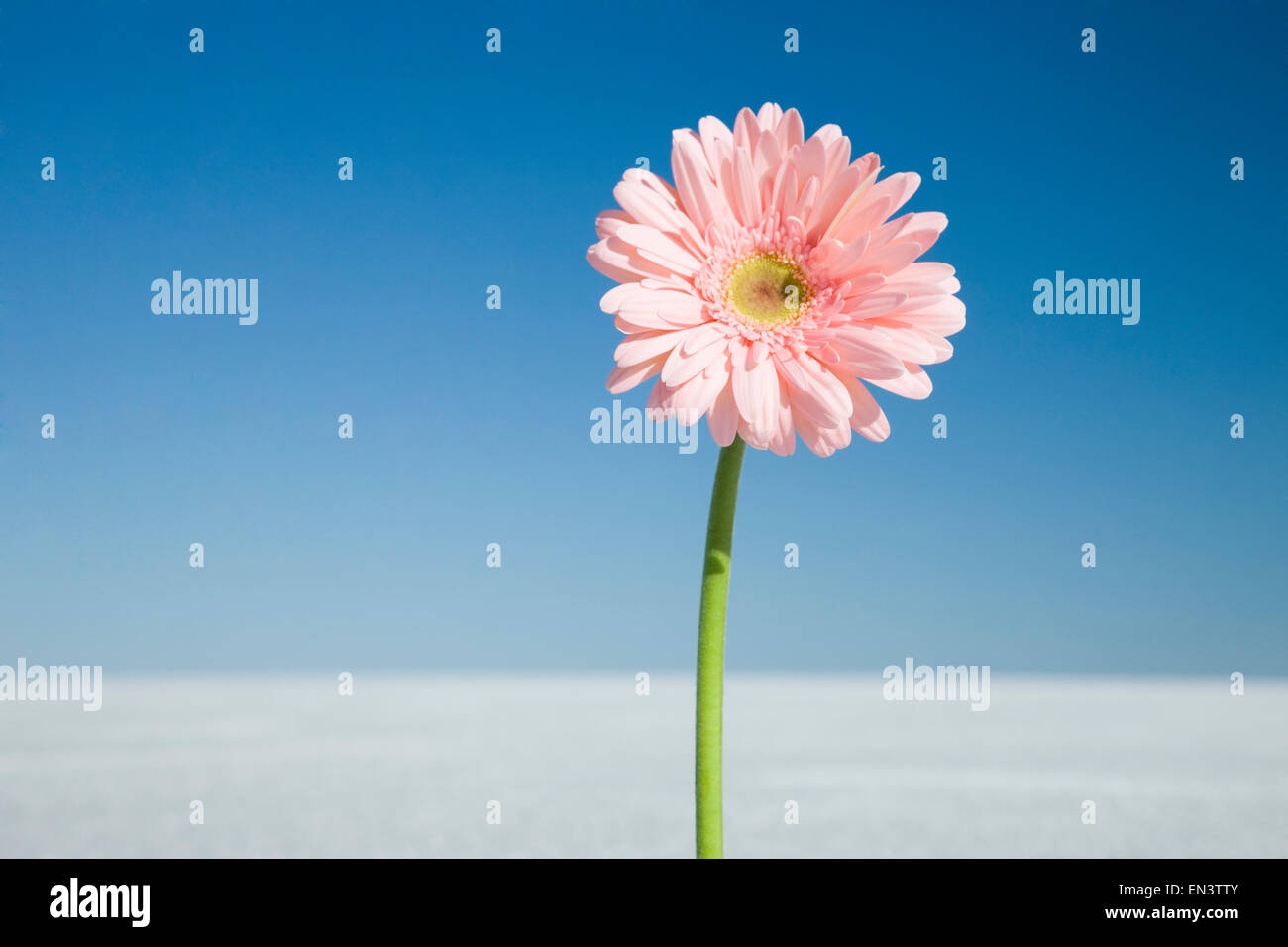 Daisy nel bel mezzo del nulla Foto Stock