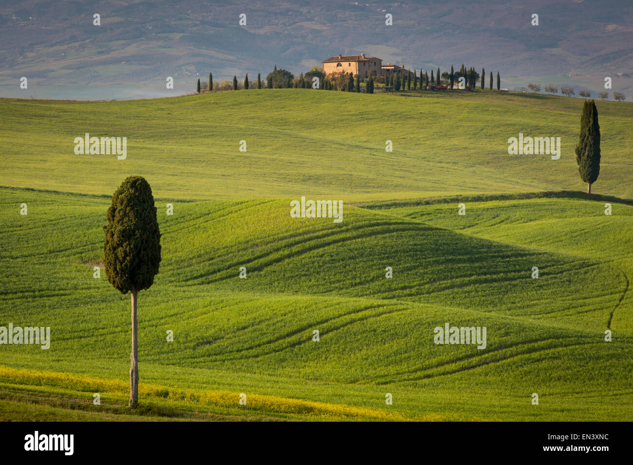 Cipressi e tortuosa strada a villa vicino a Pienza, Toscana, Italia Foto Stock