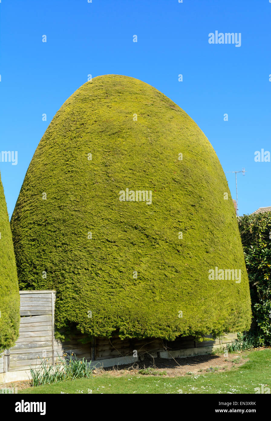 Grande cespuglio sempreverde scolpito, molto quasi rifilato. Foto Stock