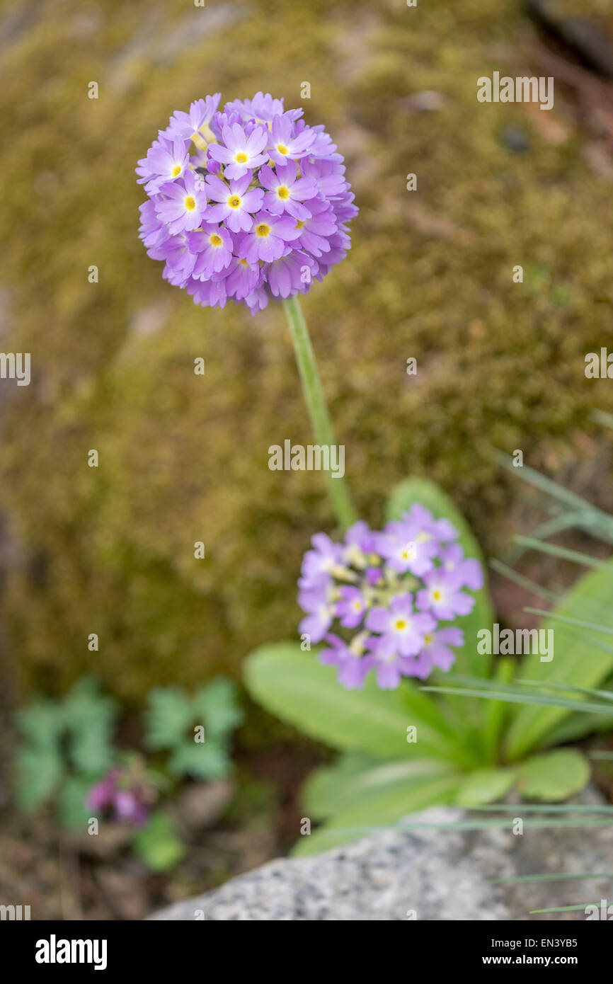 Primula fiore close up Foto Stock Primula fiore close up Foto Stock