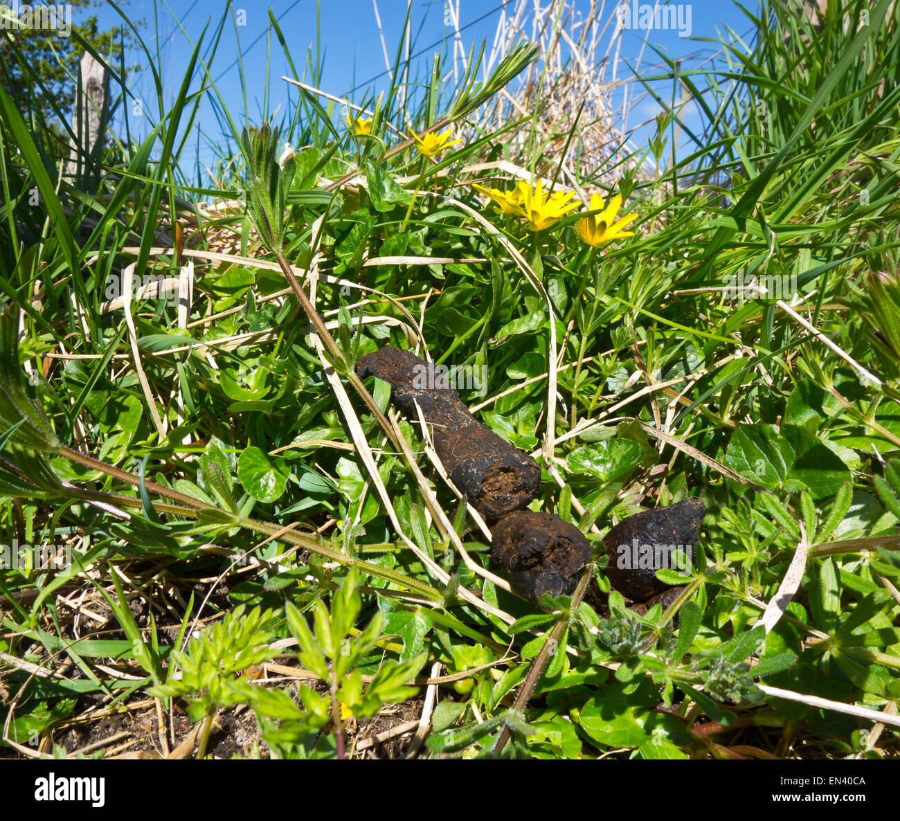 Dog Poo sul paese di erba percorso orlo siepe Foto Stock