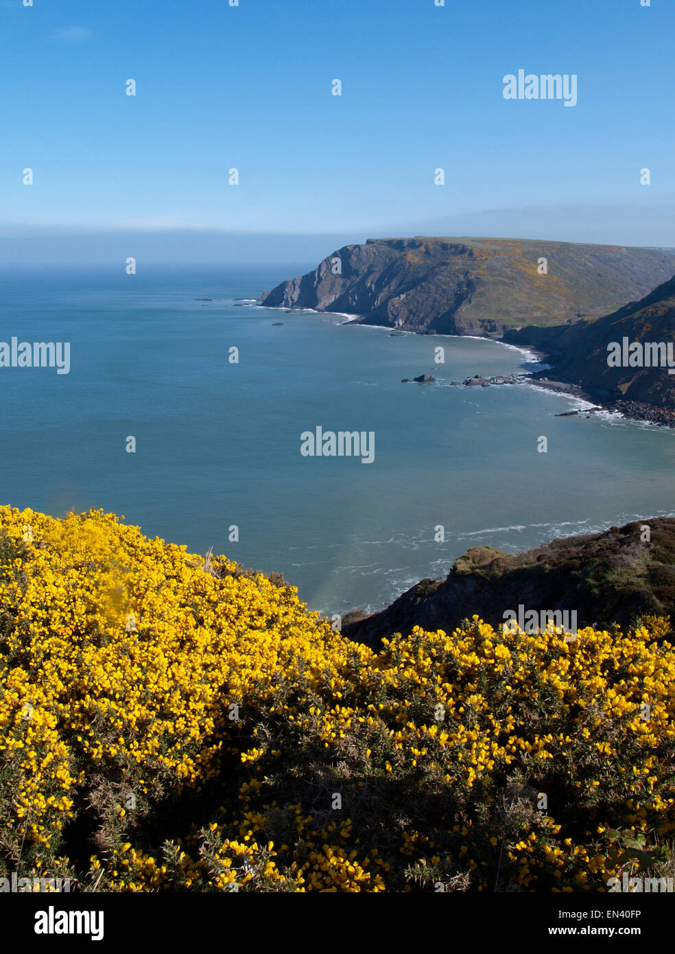 Gorse crescente lungo la North Devon Coast, REGNO UNITO Foto Stock