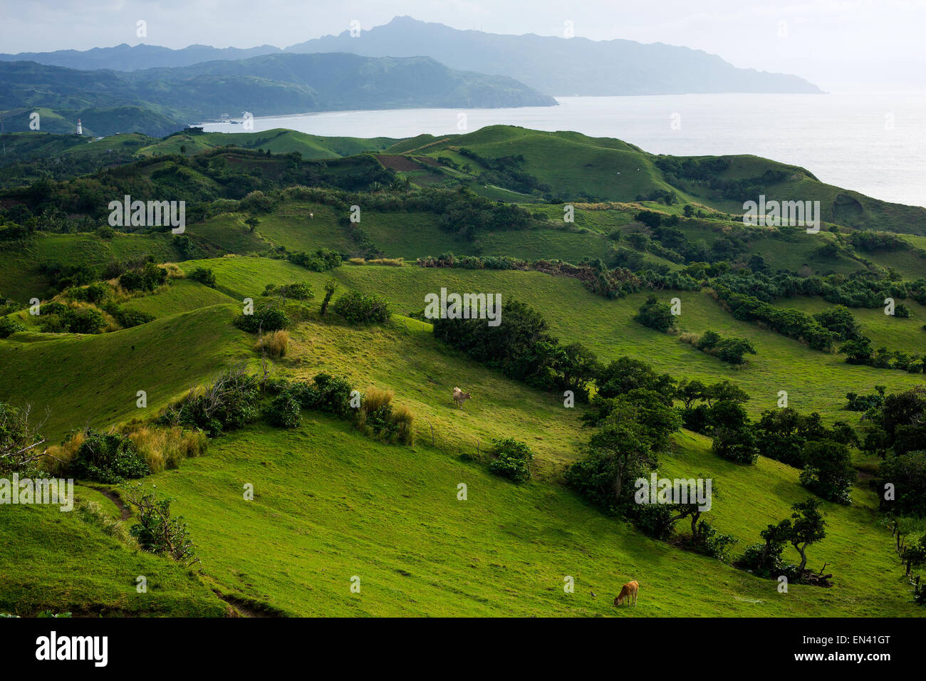 Il bestiame pascola pascoli aperti che si affacciano sull'oceano sull isola di Sabtang, provincia di Batanes, Filippine, il 16 dicembre 2014 Foto Stock