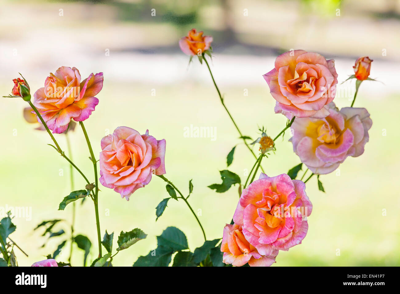 Rosa luminoso giallo e bianco Rose colorata in un giardino della California Foto Stock