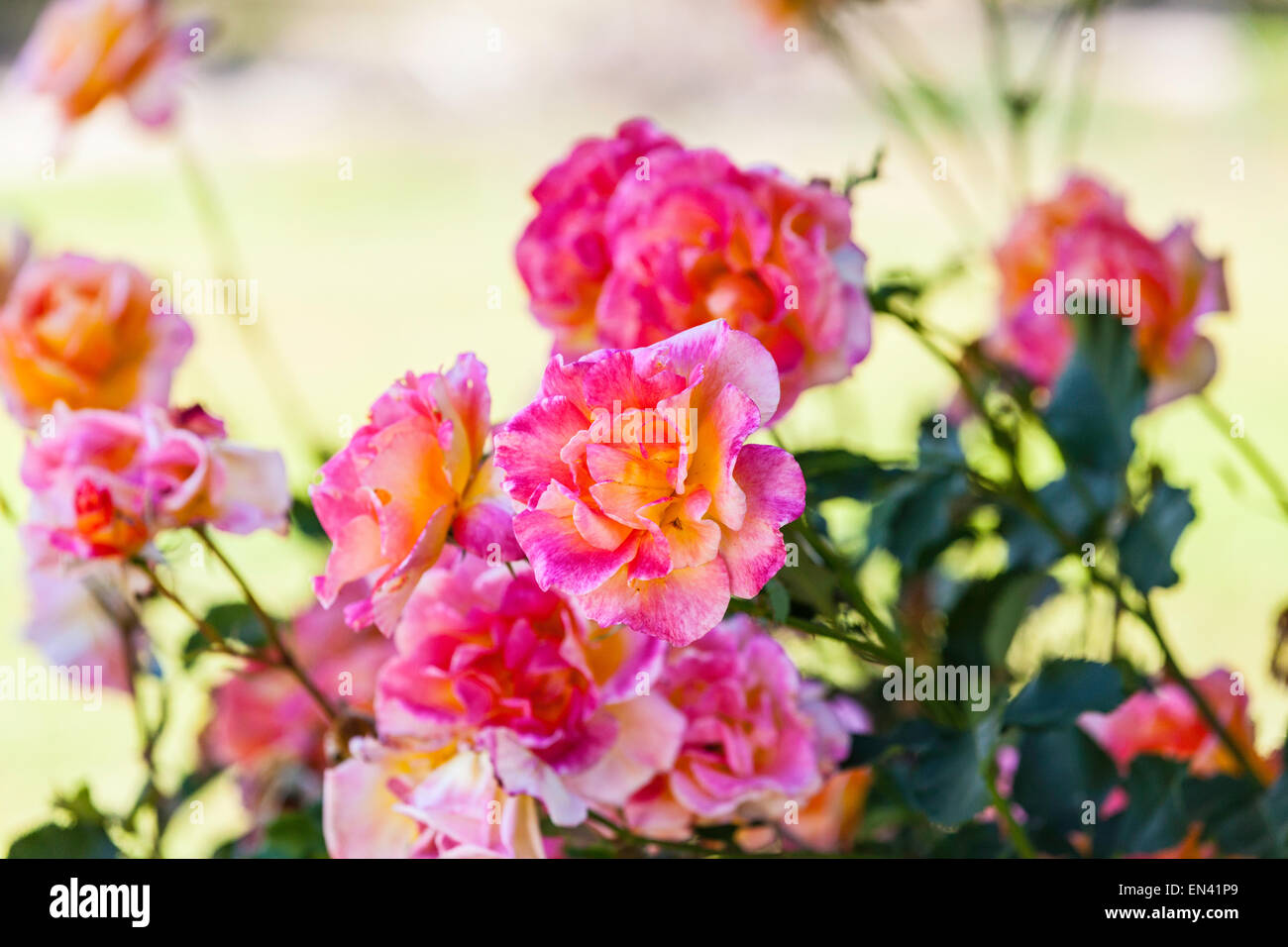 Rosa luminoso giallo e bianco Rose colorata in un giardino della California Foto Stock