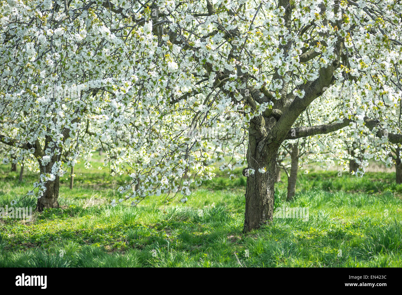 Ciliegi fioriti giornata soleggiata erba verde Orchard Foto Stock