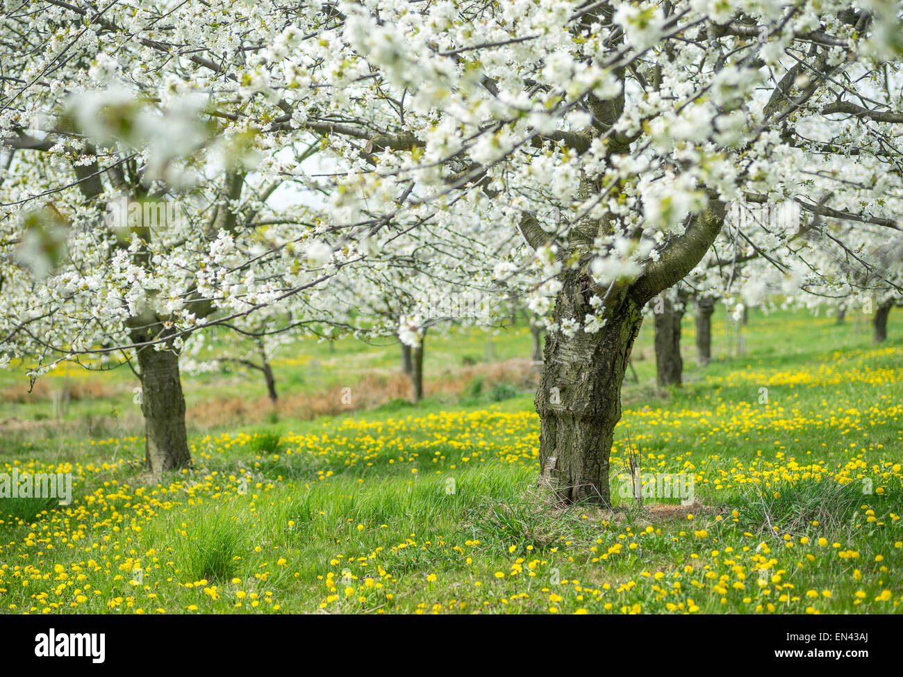 Ciliegi fioriti giornata soleggiata erba verde Orchard Foto Stock