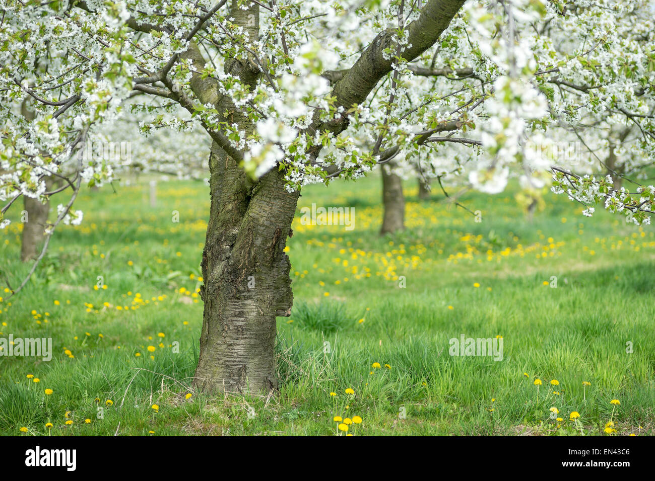 Antico fiore ciliegio giornata soleggiata erba verde Foto Stock