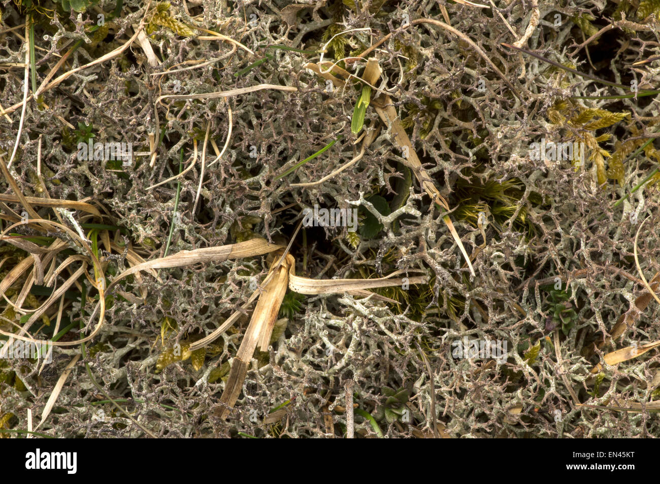 Cladonia rangiformis. Abbastanza comune lichen di dune e prati Foto Stock