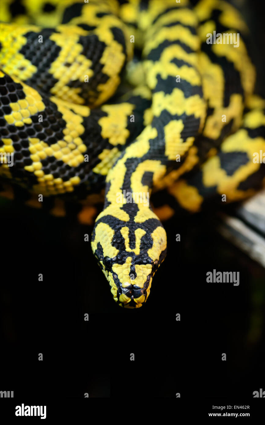 Animali: jungle carpet python, Morelia spilota cheynei, su un ramo di un albero di close-up shot Foto Stock