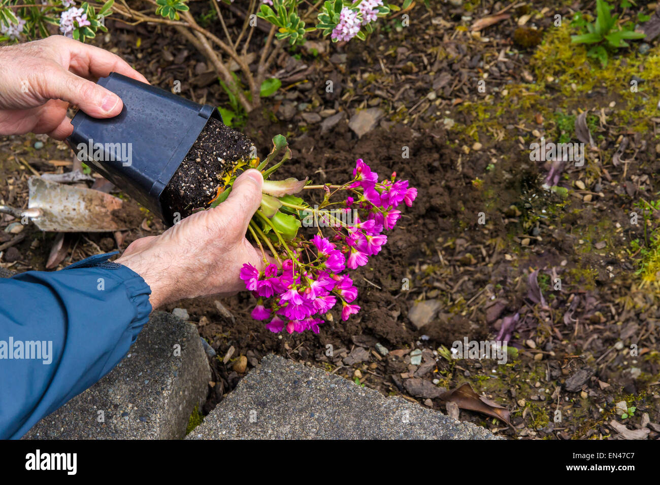 L'uomo prendendo una fioritura Lewisia fuori di una pentola prima di piantare in giardino. Foto Stock