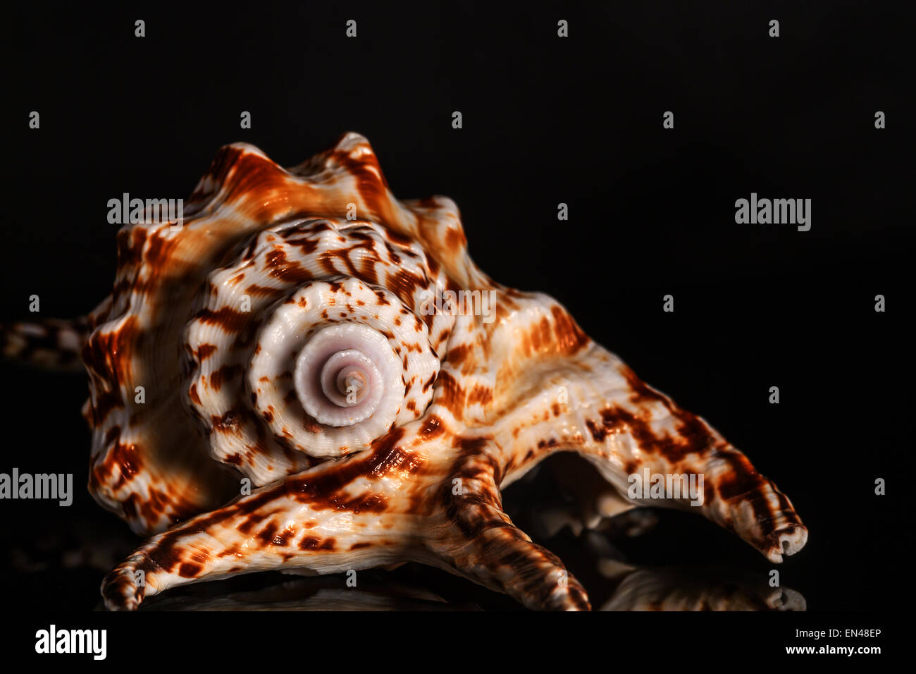 Spirale di mare va a passo di lumaca Guscio su sfondo nero Foto Stock