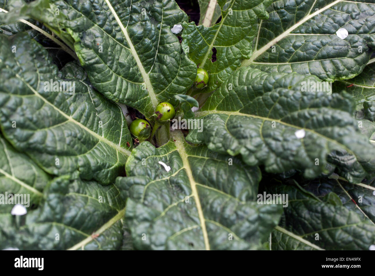 Mandrake Mandragora officinarum Foto Stock