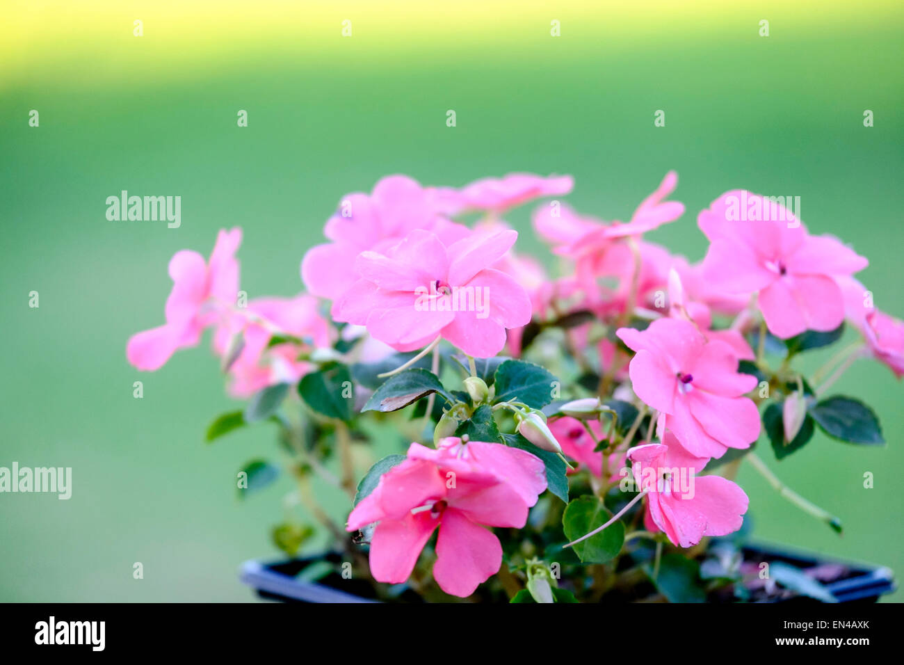 Rosa fiori Vinca, un ibrido, pronto per l'impianto. Stati Uniti d'America Foto Stock