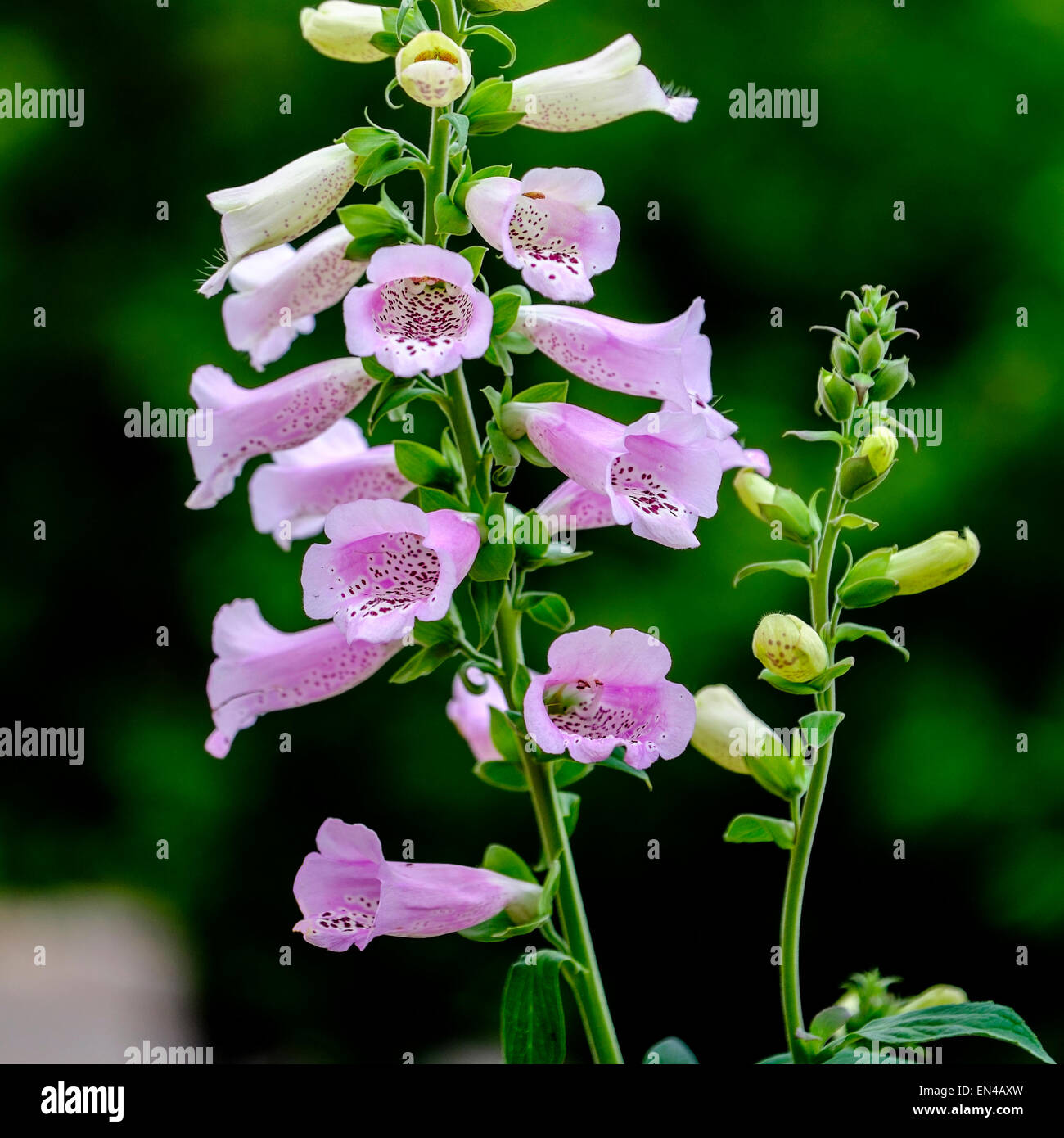 Foxglove lavanda, Digitalis purpurea, crescendo in un giardino. Oklahoma, Stati Uniti d'America Foto Stock