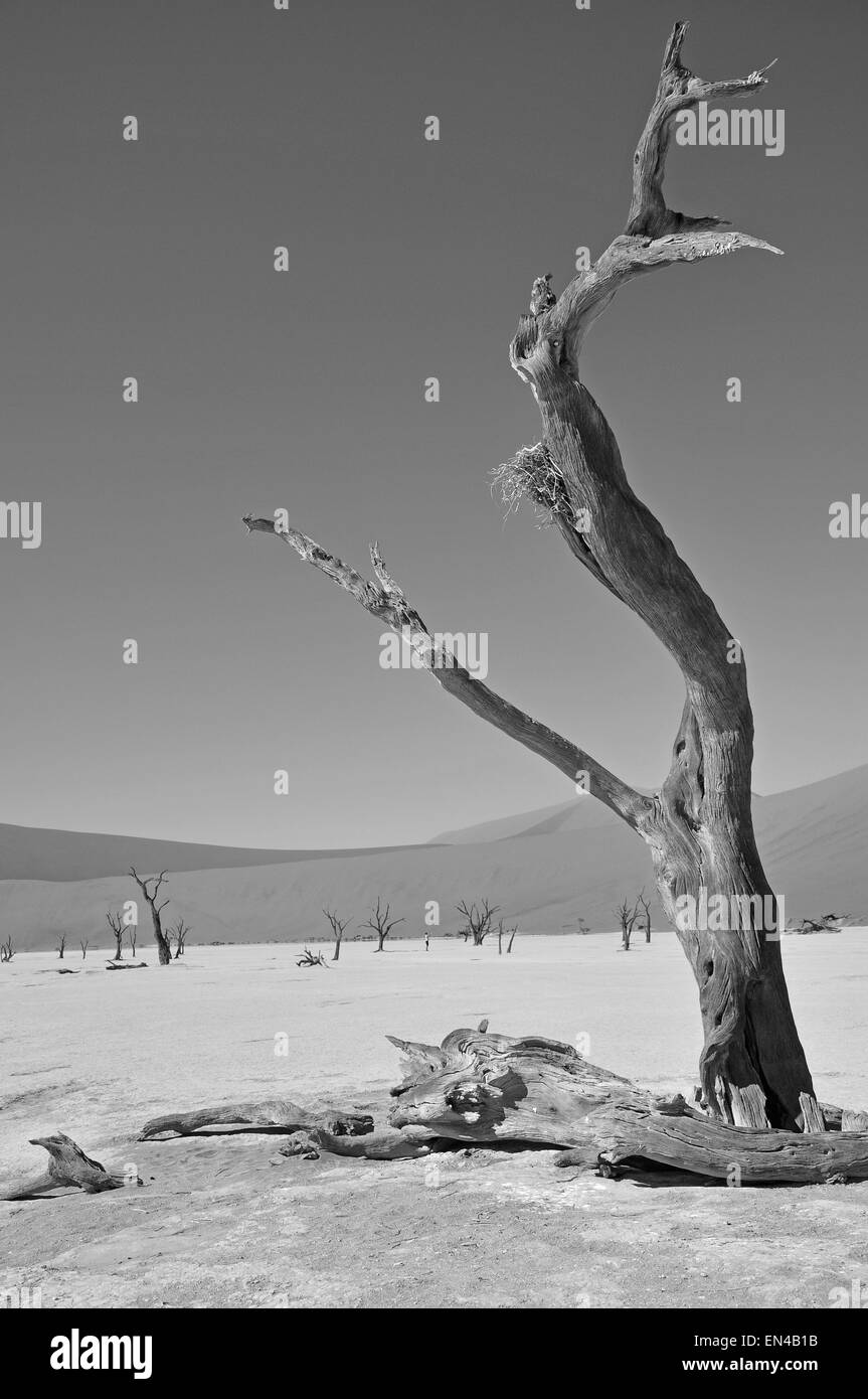 I morti Viei (DeadVlei) Pan, Namib-Naukluft National Park, Sossusviei, Namib Desert, Regione di Hardap, Repubblica di Namibia Foto Stock