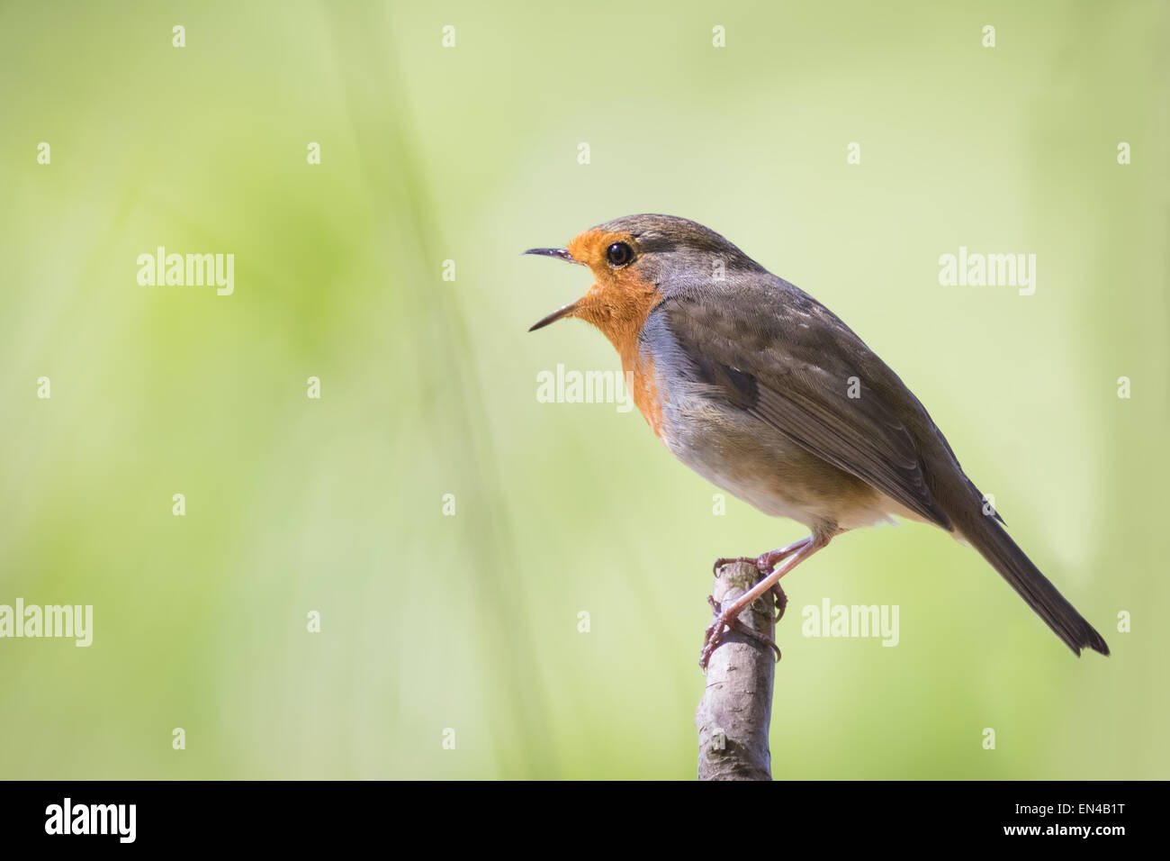 Unione robin (Erithacus rubecula) cantano in una foresta Foto Stock