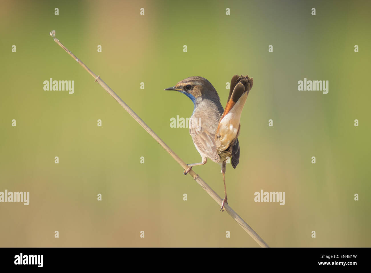 Un blu-gola bird (Luscinia svecica cyanecula) display per attirare una femmina Foto Stock