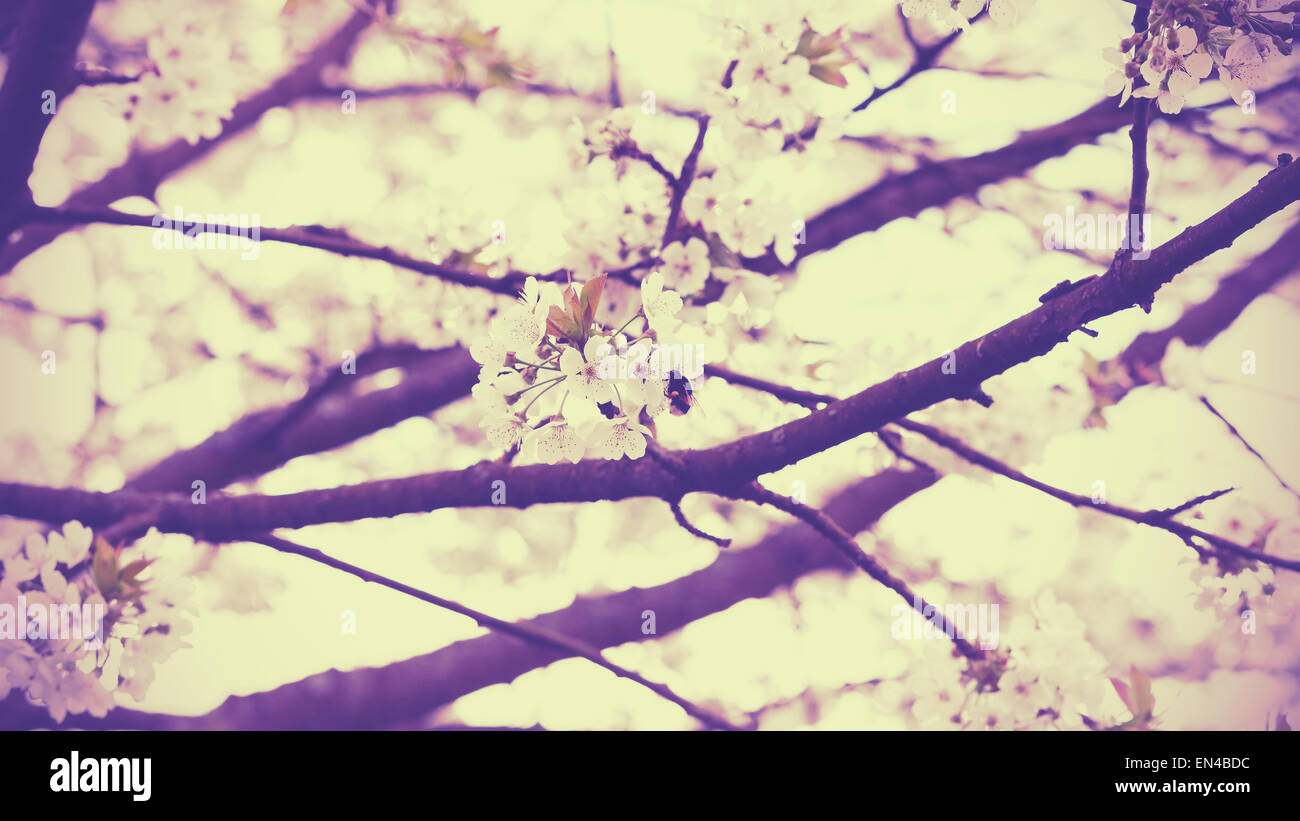 Retro Vintage filtrata sfondo naturale fatto di alberi in fiore in primavera. Foto Stock