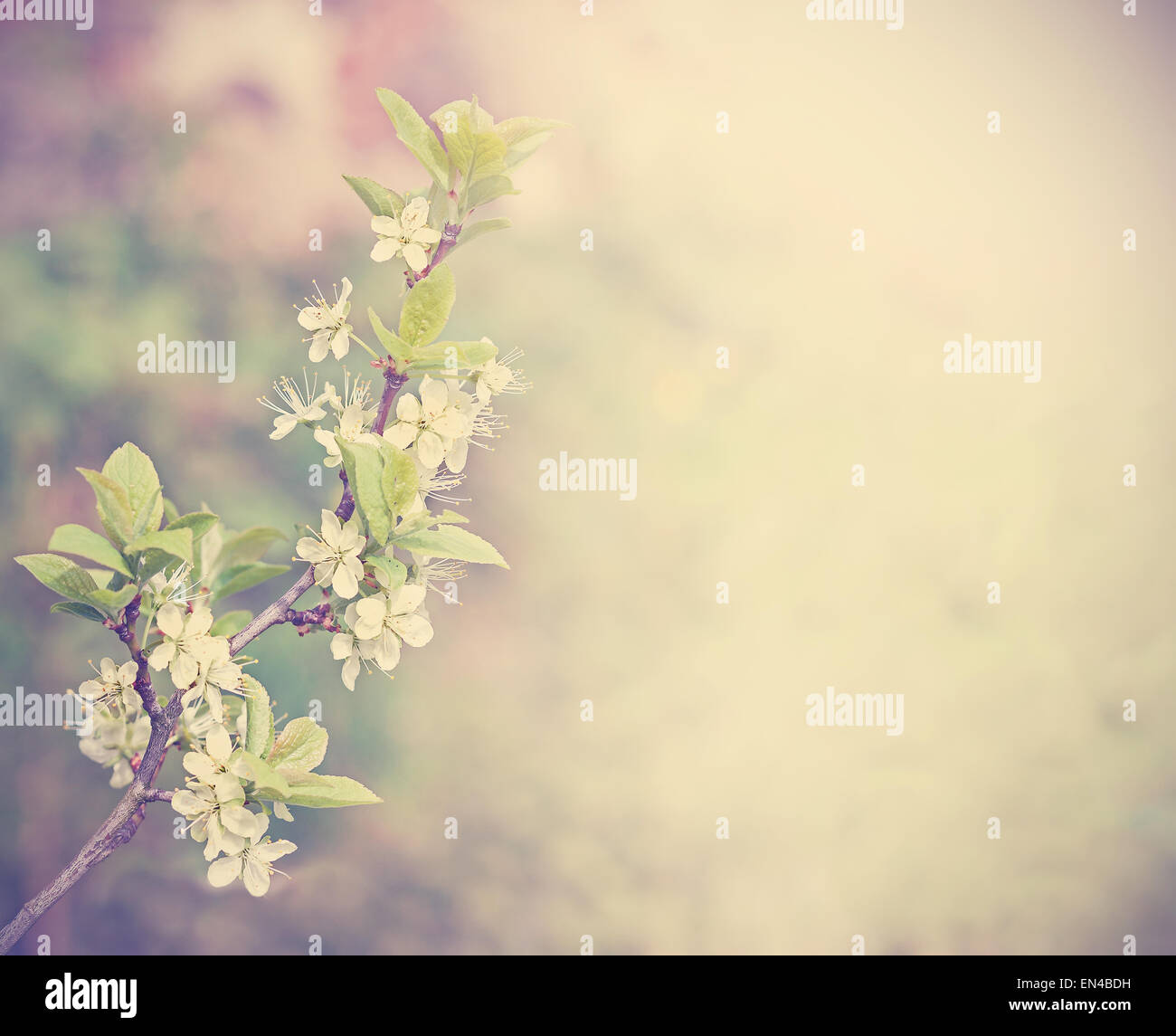 Retrò filtrata sfondo naturale fatto di alberi in fiore in primavera il tempo e lo spazio per il testo. Foto Stock
