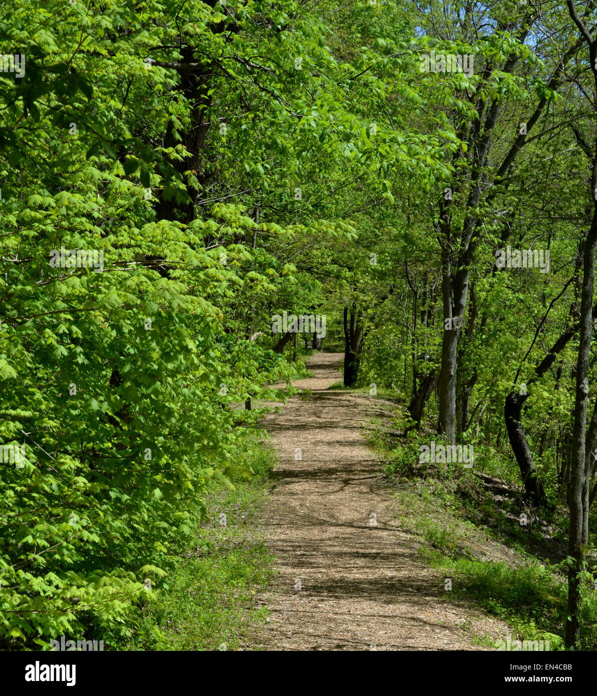 Guardare la vista e la corsa di molti. Sentiero soleggiato, boscose su ciascun lato. Il riscaldamento delle molle tocco di classe. Foto Stock